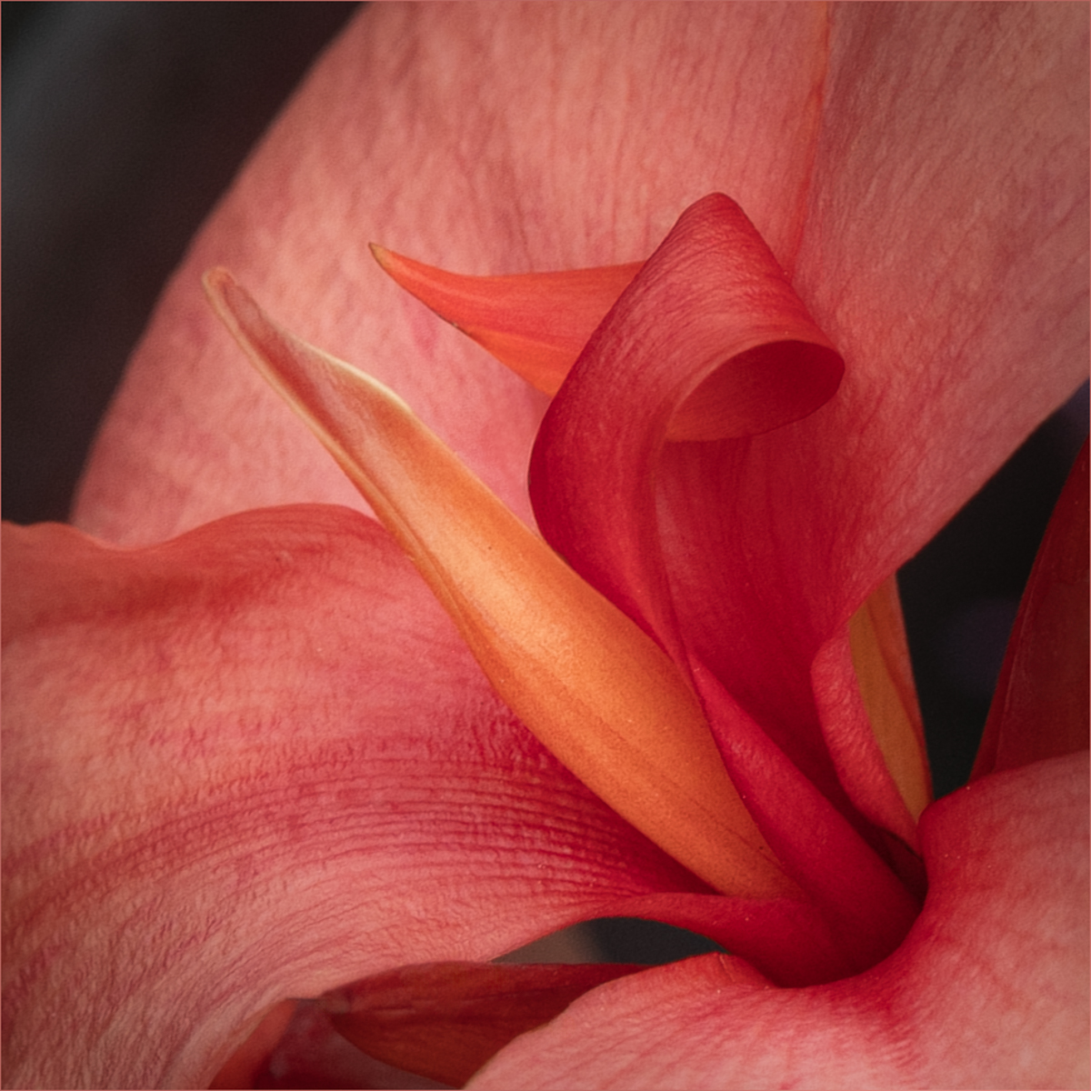 Canna Close Up