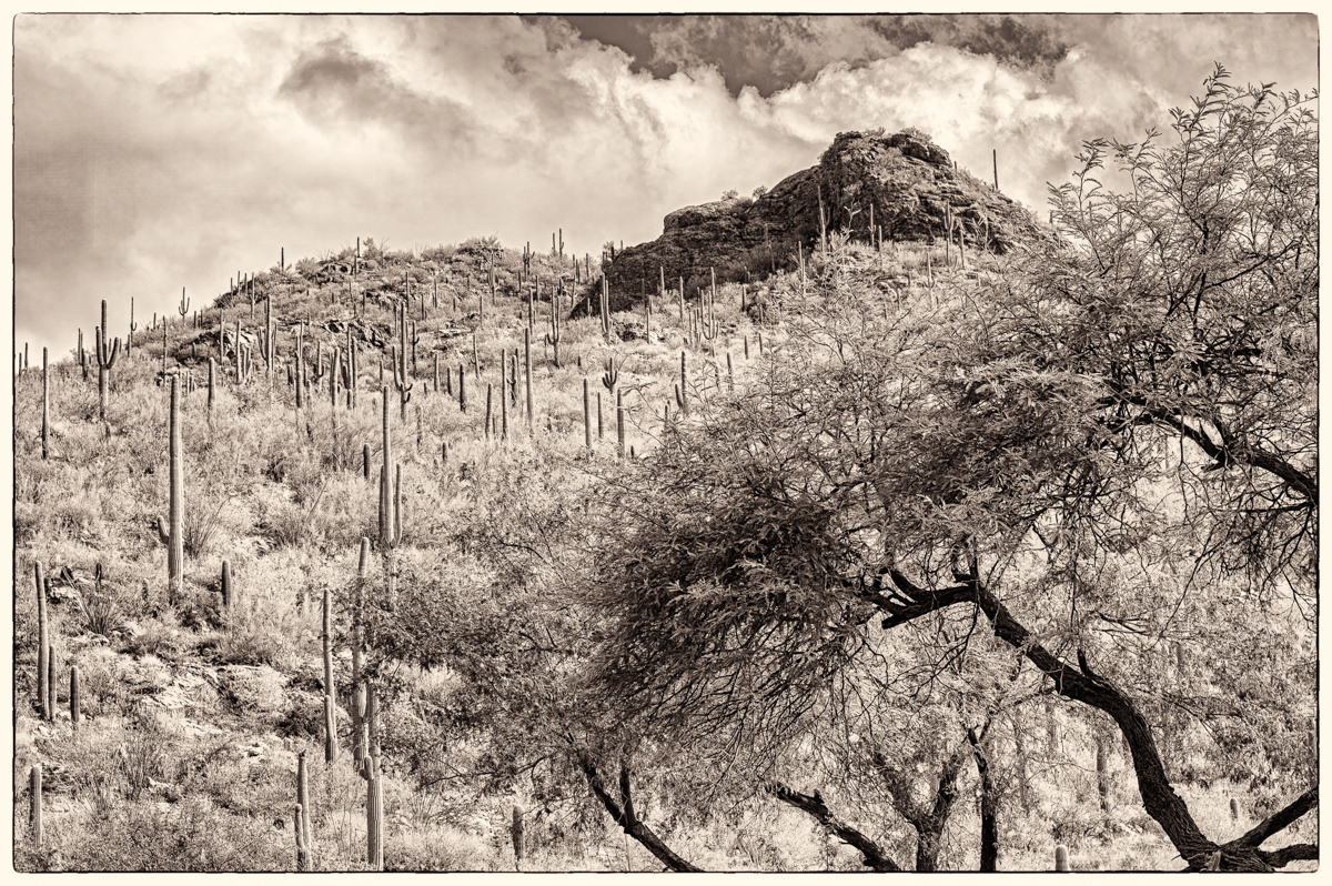 Saguaro by Peggy Reeder