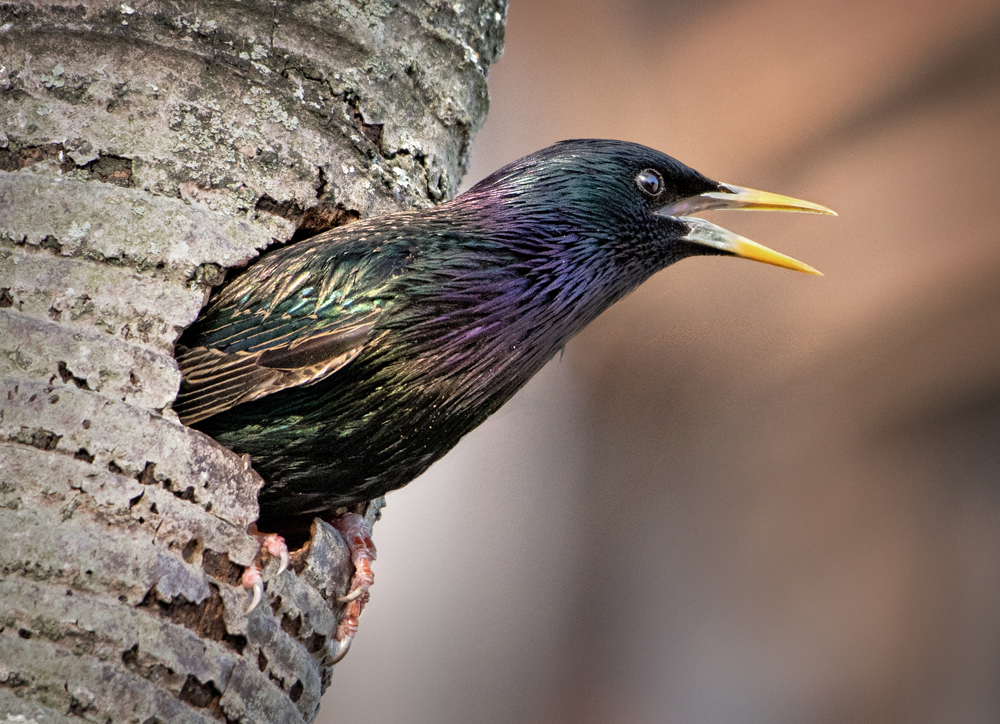 Backyard Bird by Jerry Biddlecom