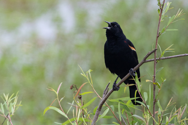 Redwing Blackbird Singing by Mike Patterson
