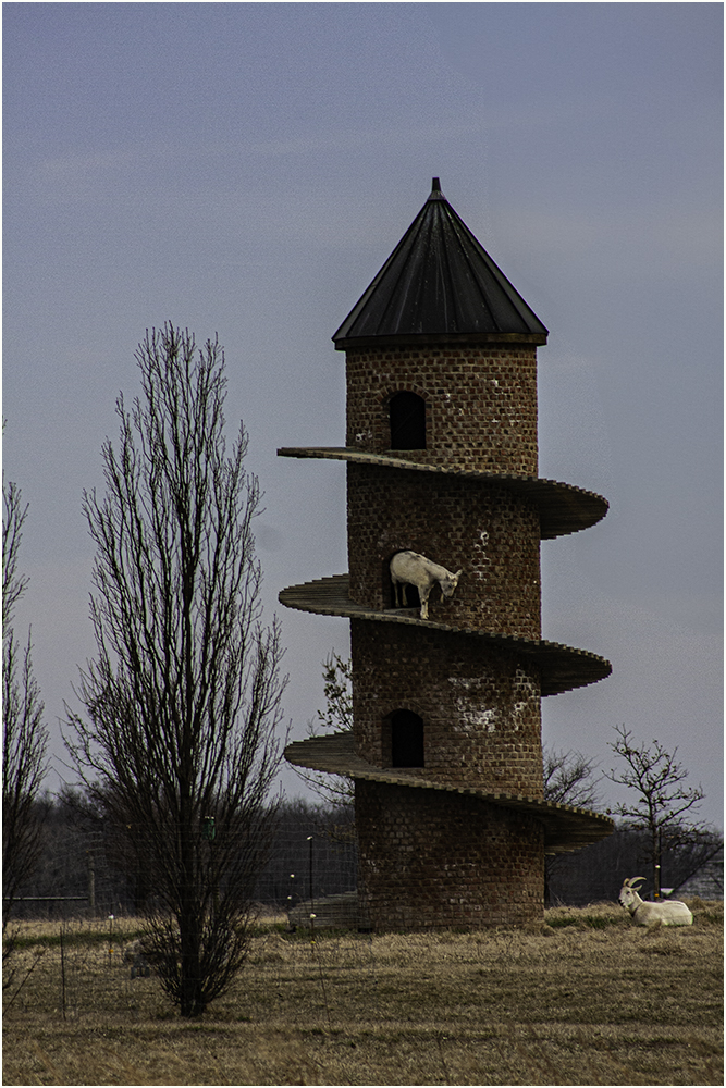 Goat Hotel by Marti Buckely