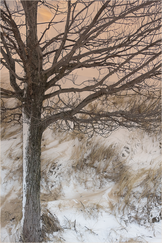 Dunes and Tree by Marti Buckely