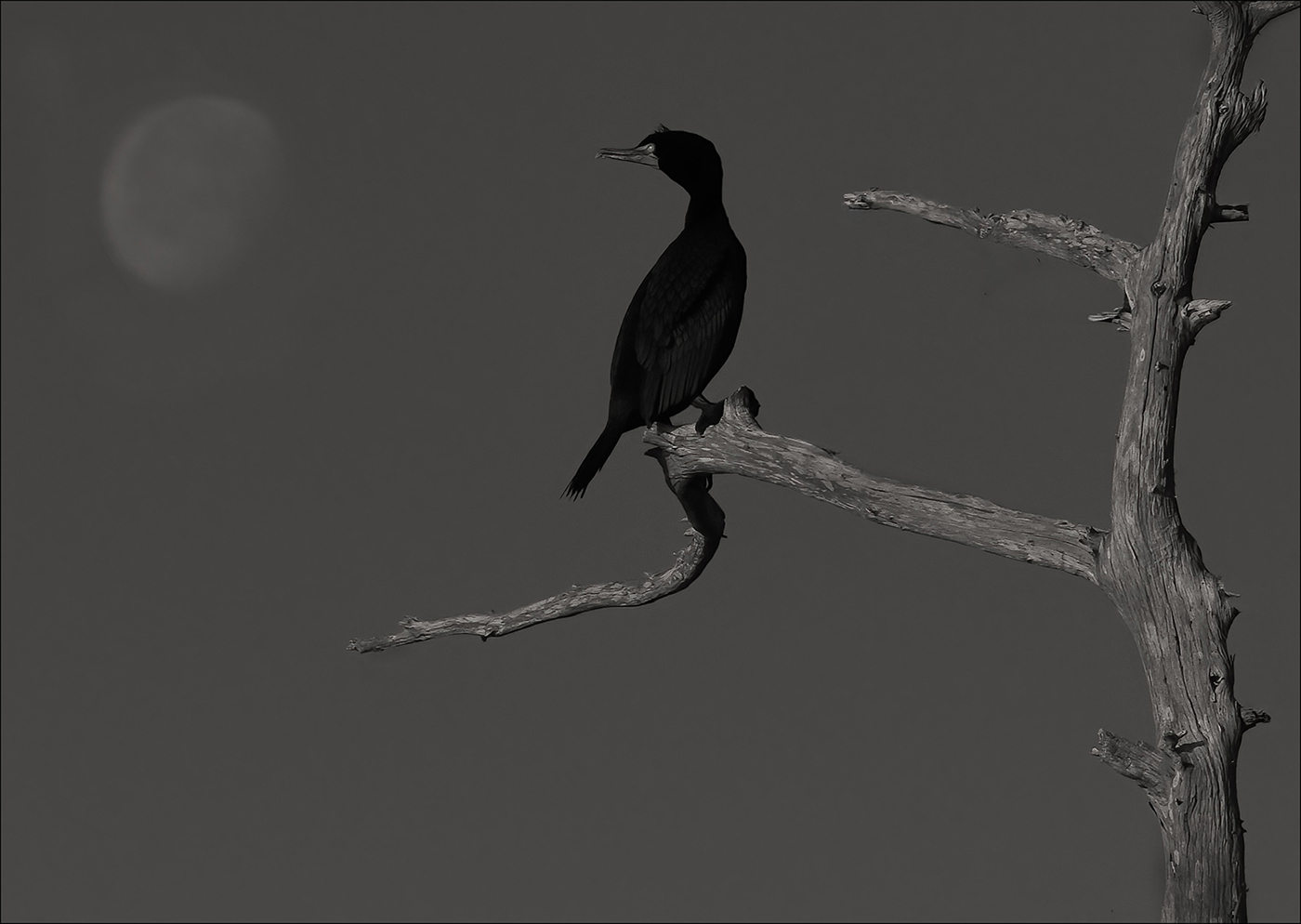 Anhinga with Moon by Marilyn Ross