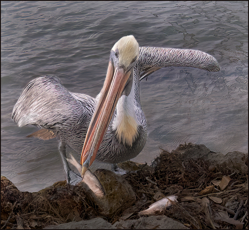 Pelican with Fish by Marilyn Ross