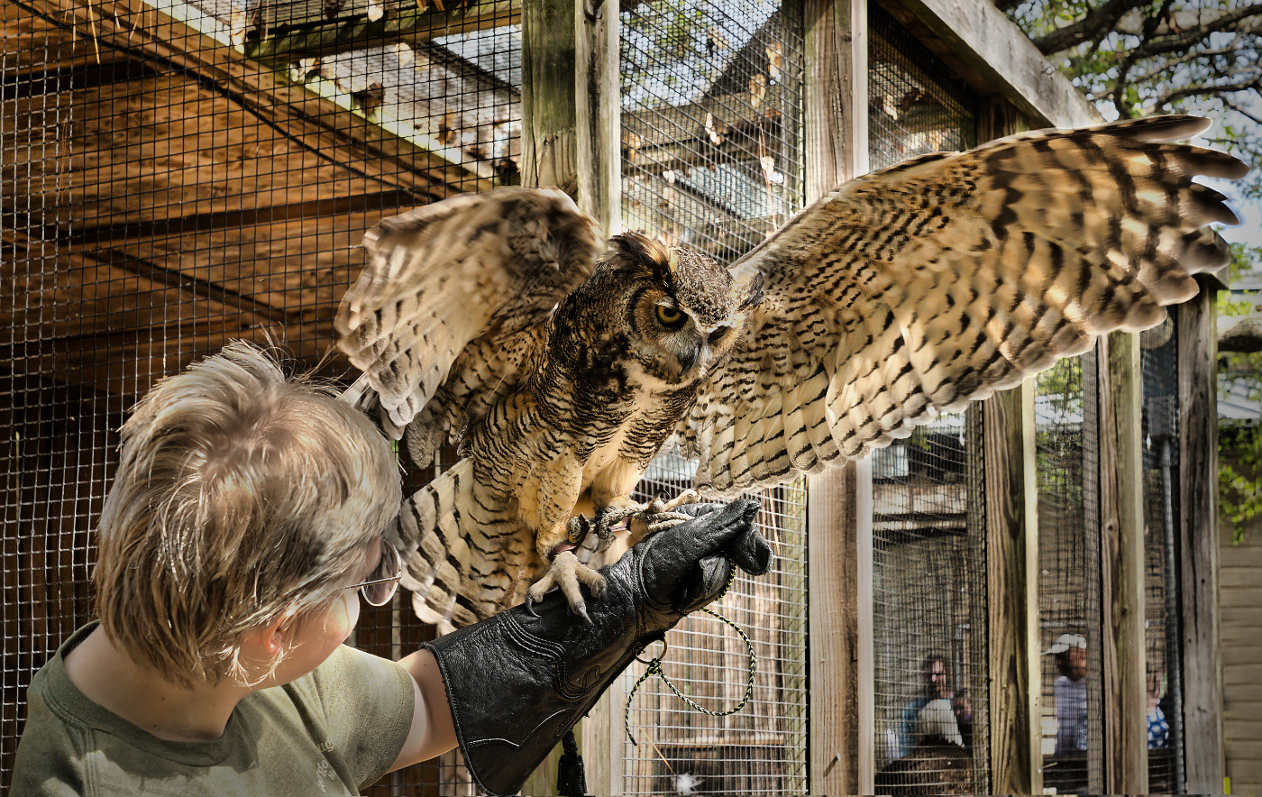 Bird Rescued by Richard Stauber