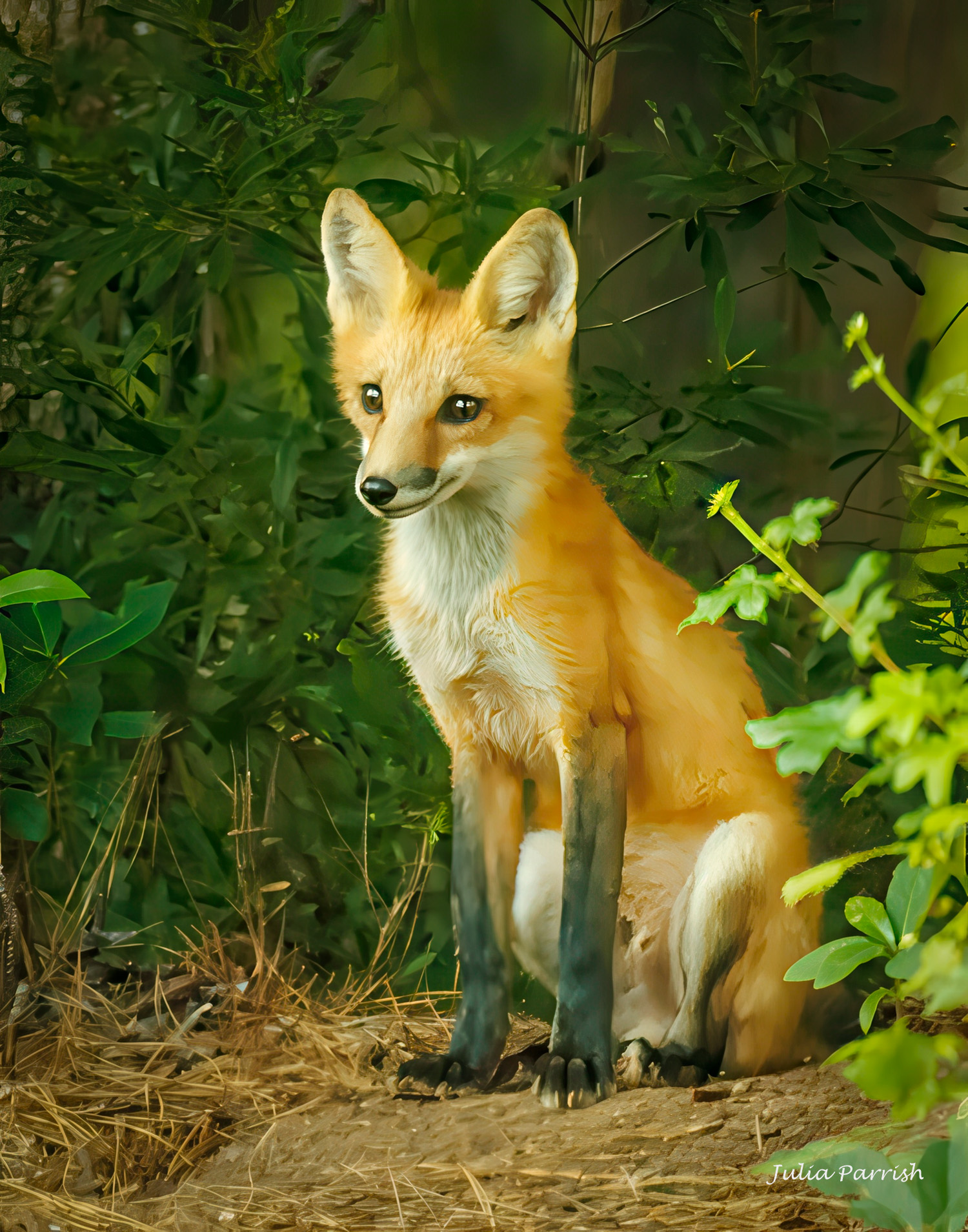 Baby Fox by Julia Parrish