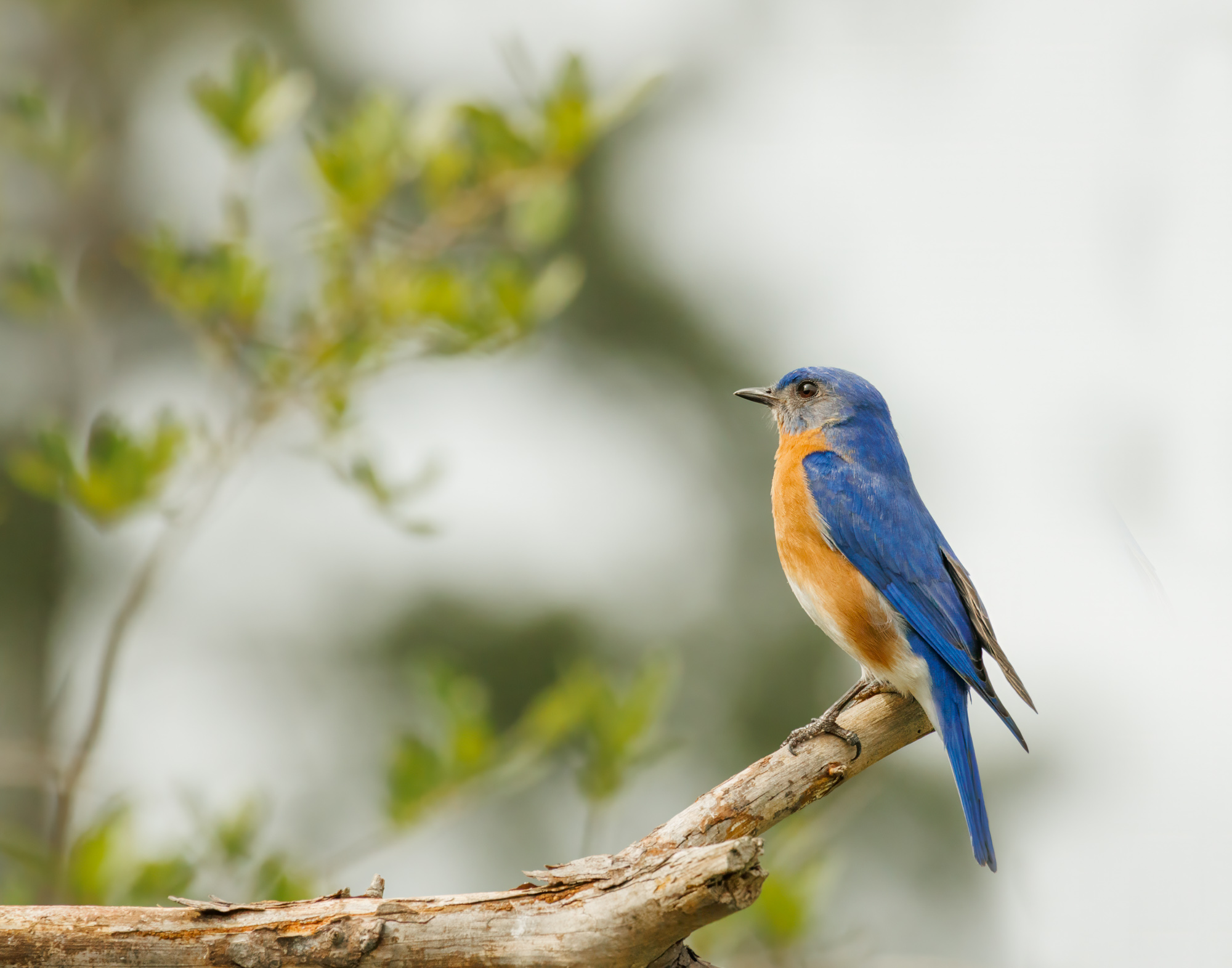 Bluebird by Julia Parrish