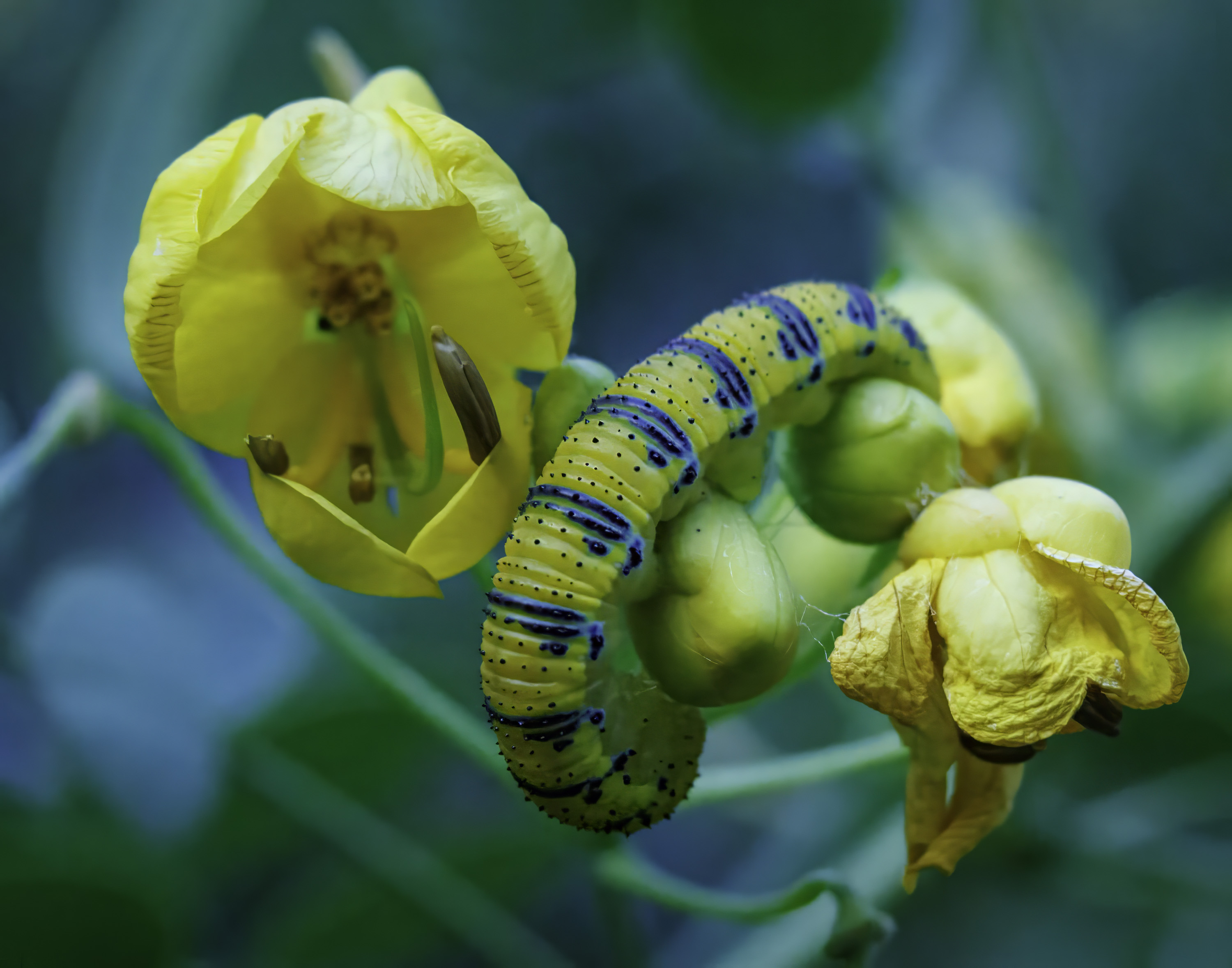 Caterpillar by Julia Parrish