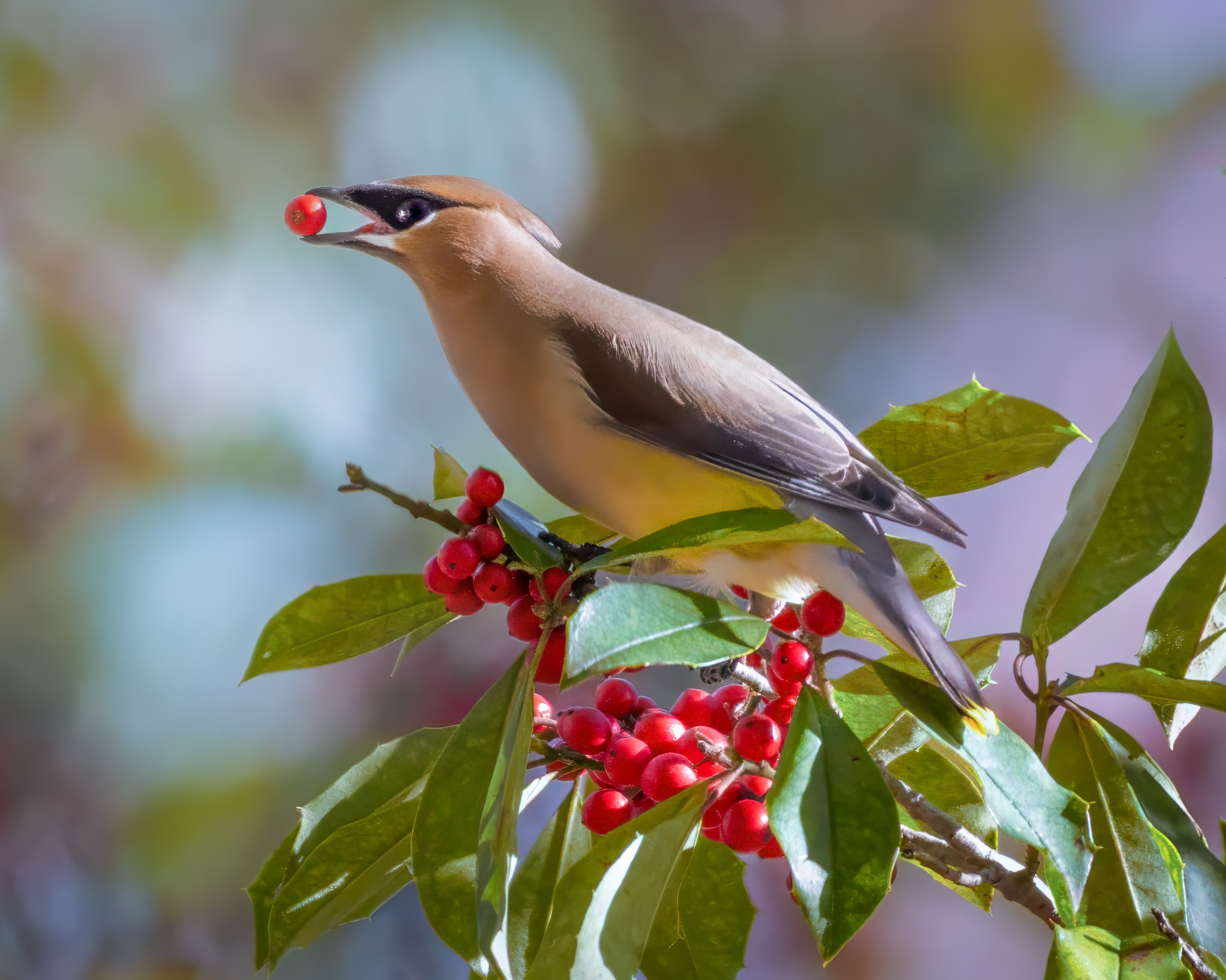 Cedar Waxwing by Julia Parrish