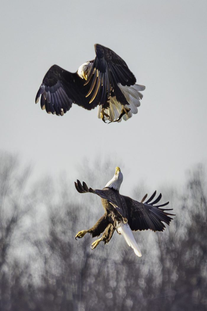 Eagle Combat