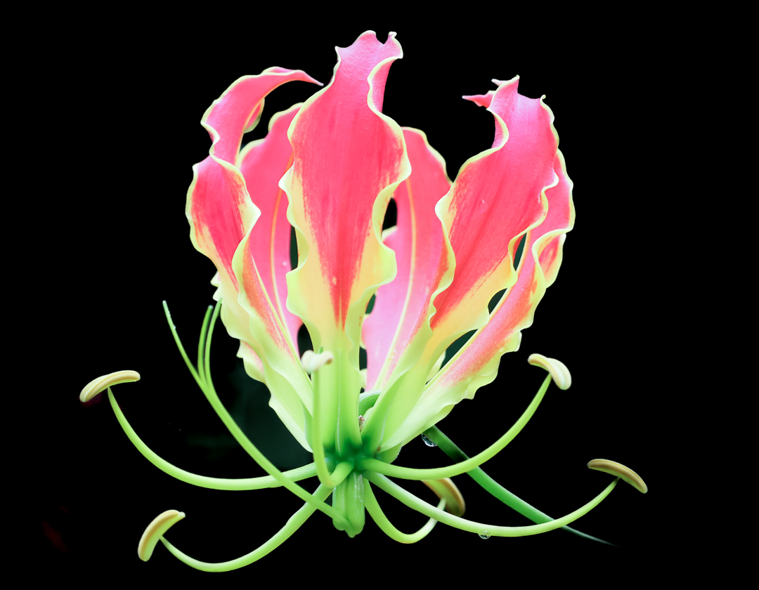 Gloriosa Lily by Julia Parrish