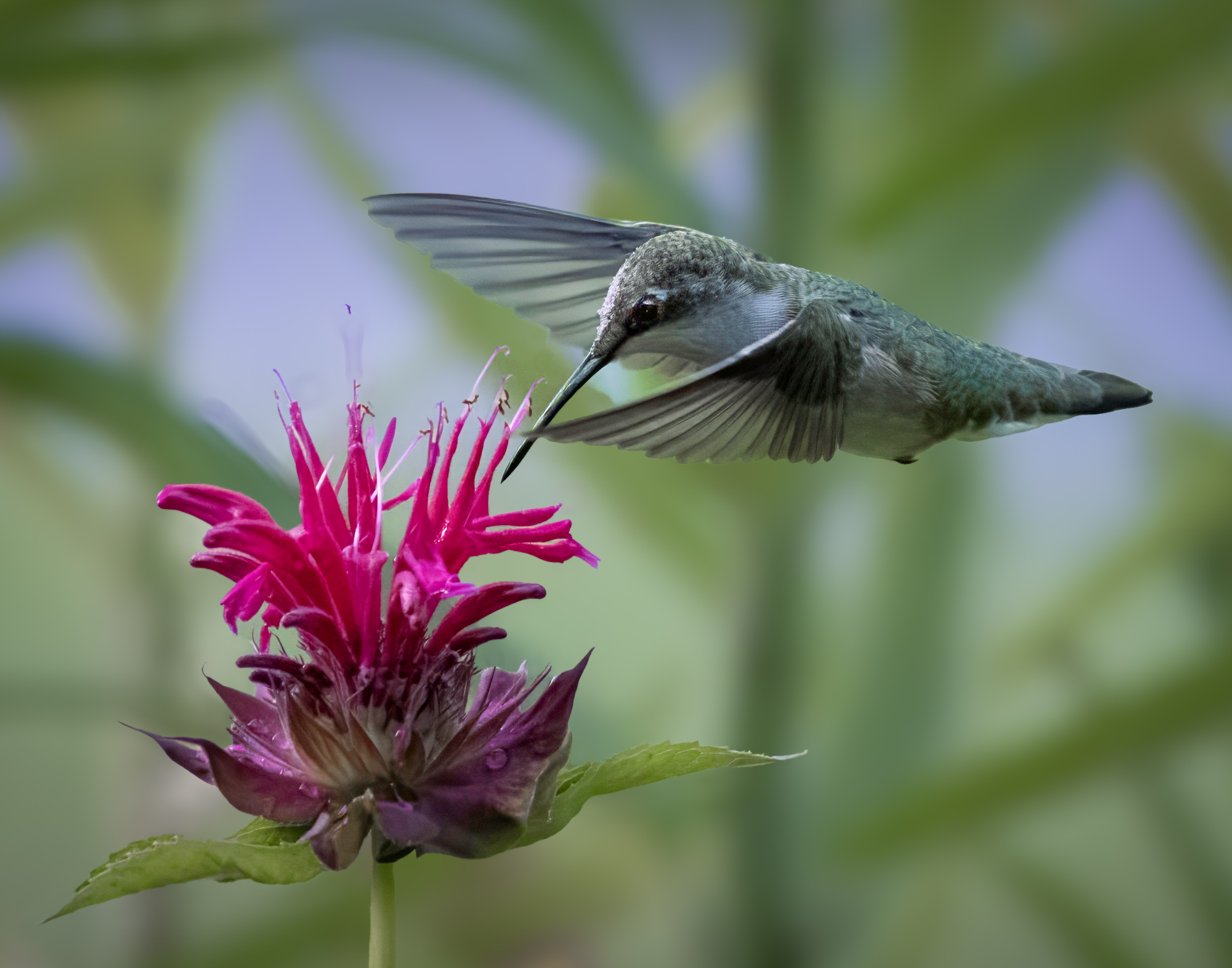 Hummingbird