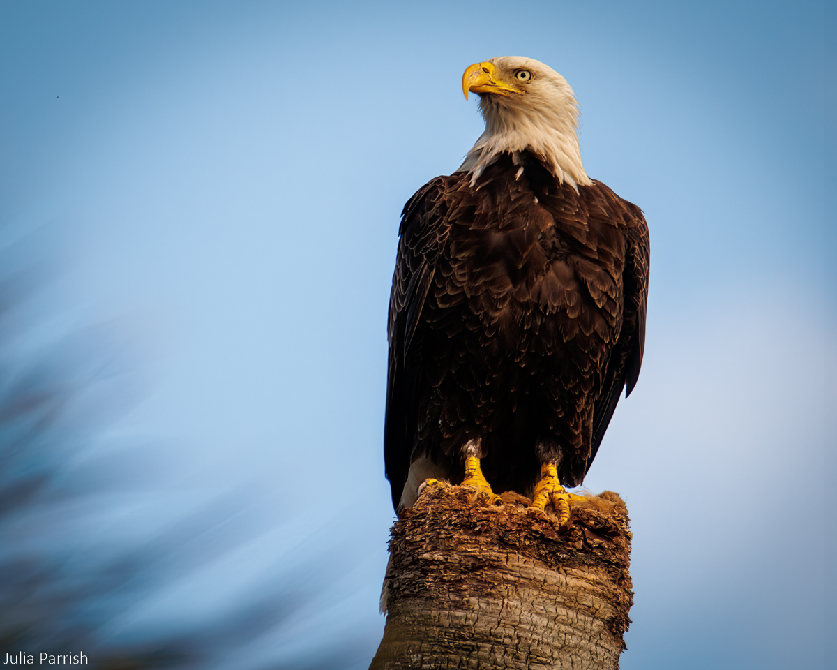 Merritt Island Eagle by Julia Parrish