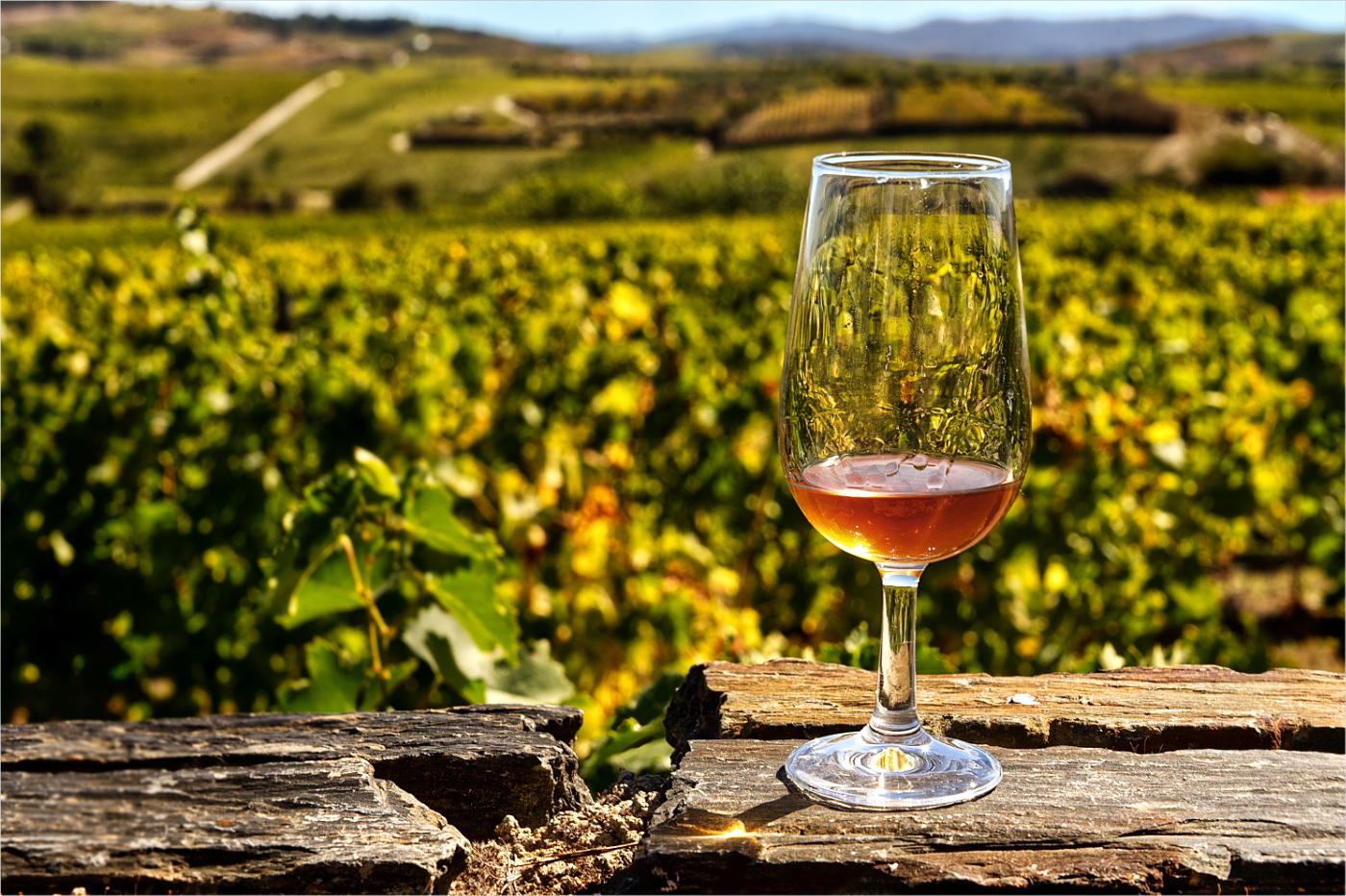 Wine and Vineyard by Richard Stauber