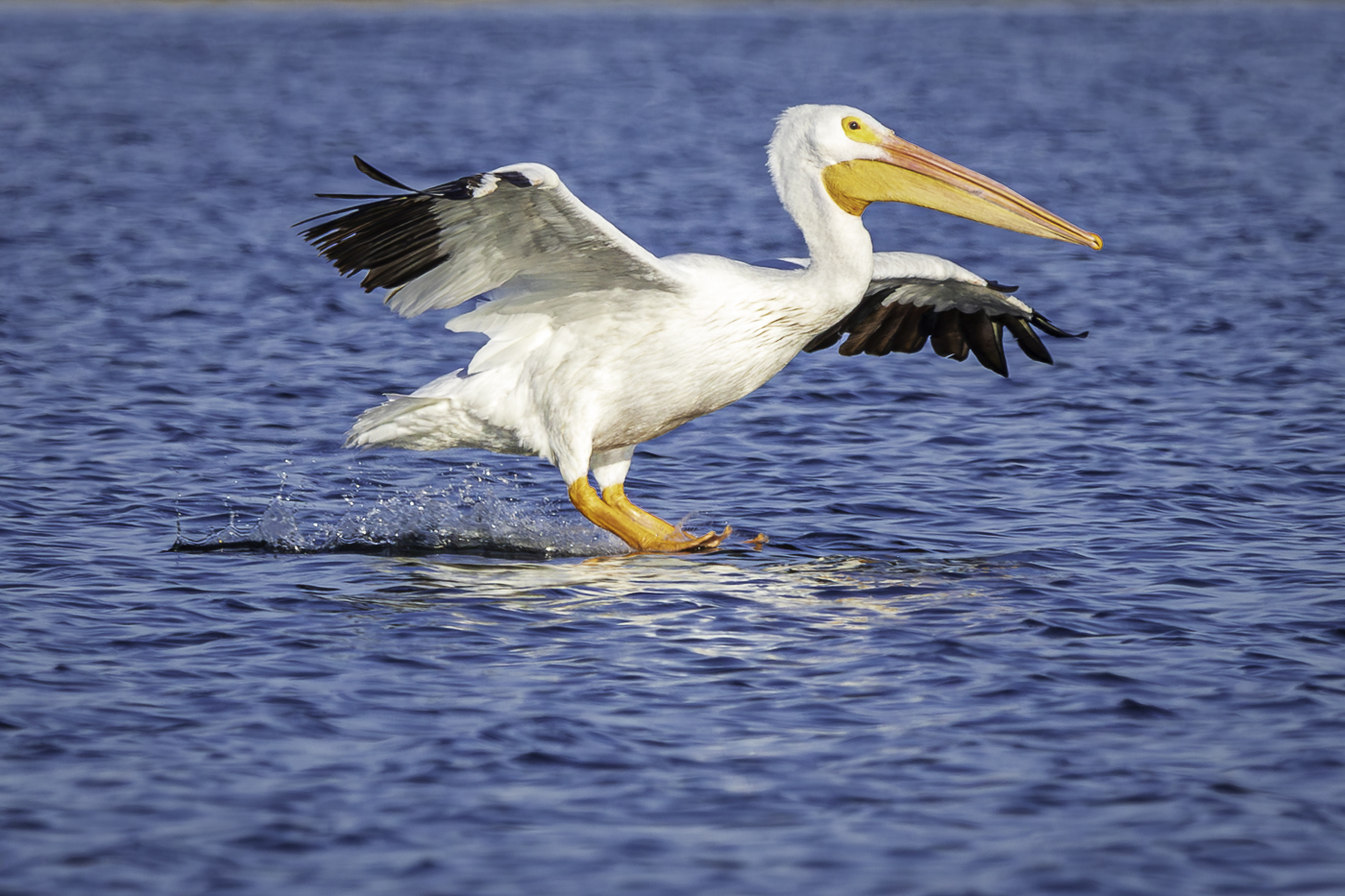 Stick the Landing by Jill Attaway