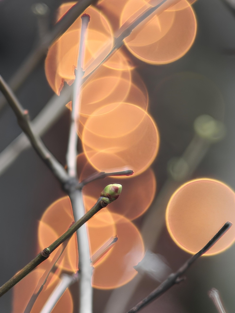 The evening lights of the Spring by Oleg Mamaev