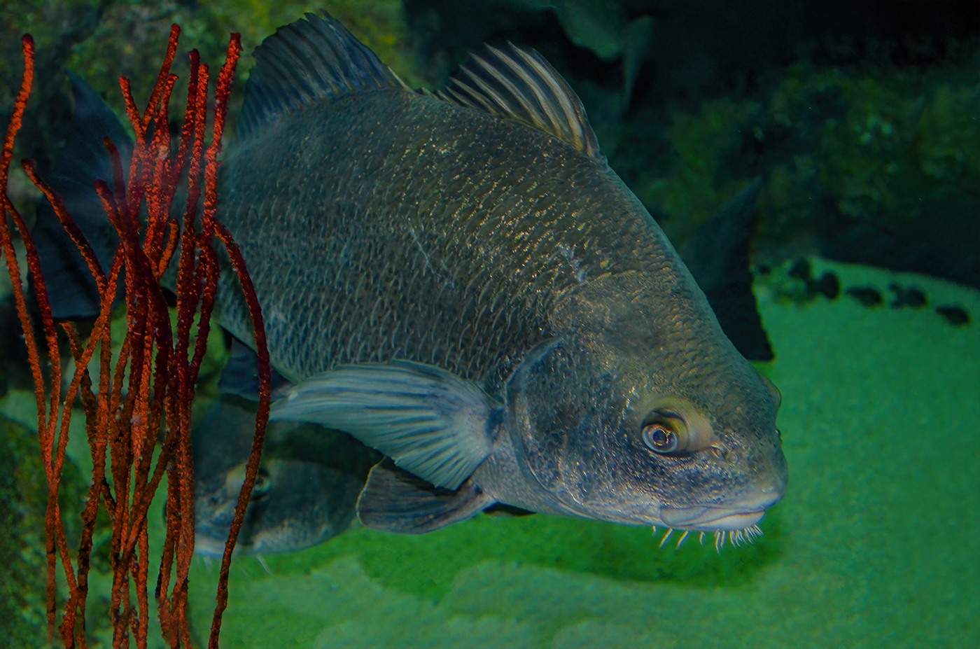 Baltimore national aquarium fish by Marilyn Ross