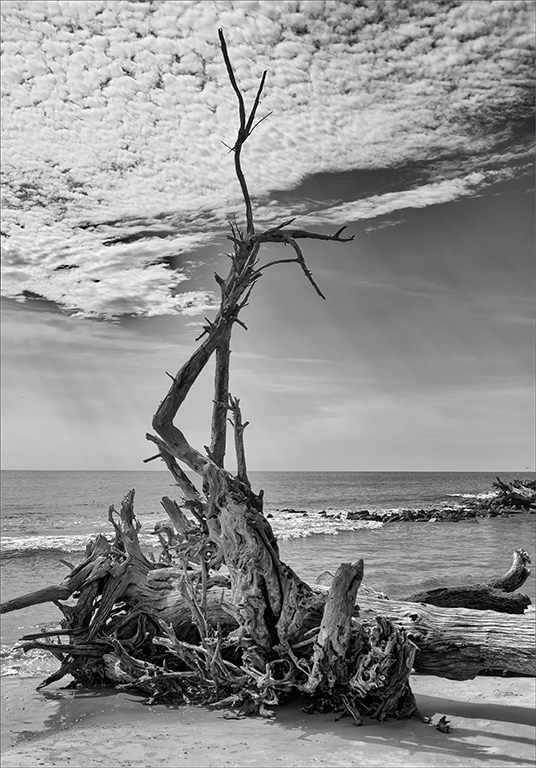  Driftwood by Marilyn Ross