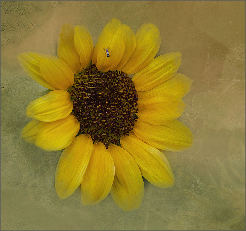 Sunflower with Bee 2022 by Marilyn Ross