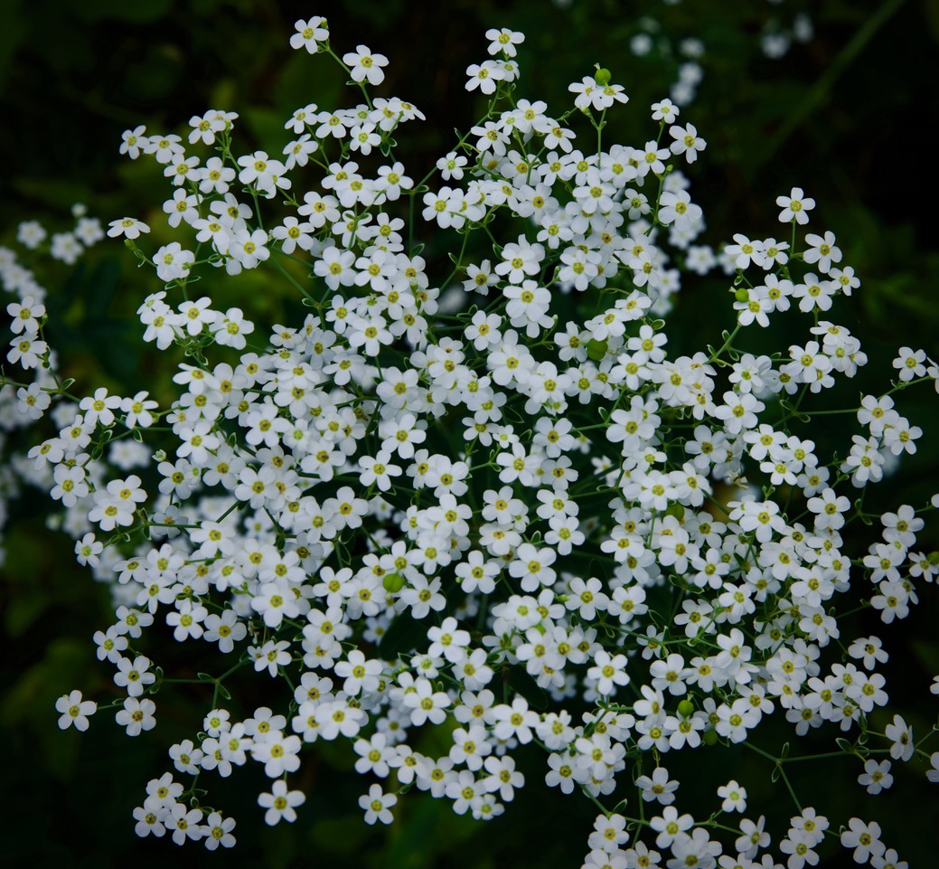 FLOWERING SPRUCE