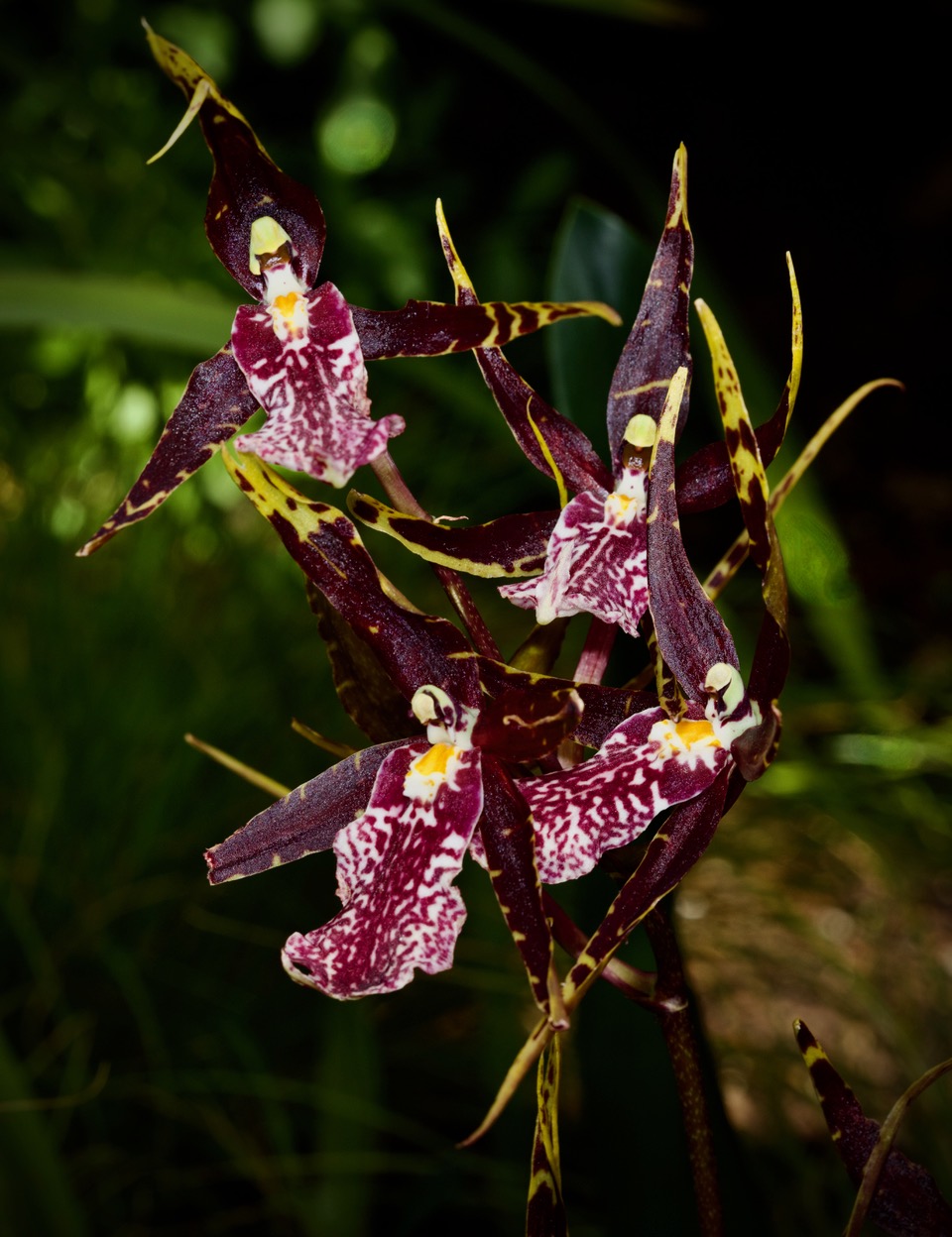 “Oncidium Intergeneric  by John Doyle