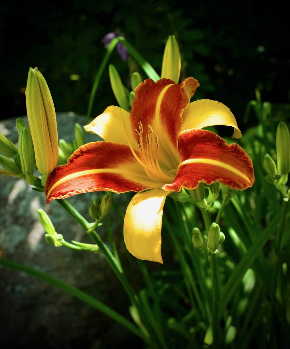 DAY LILLY