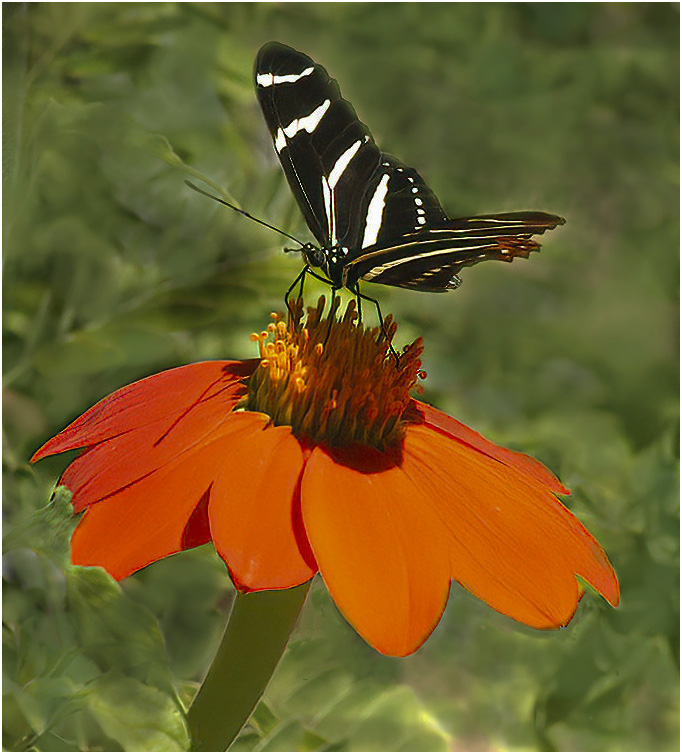 BUTTERF;Y WORLD by Bev Caine