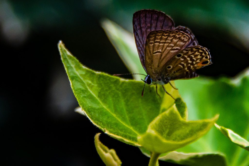 Butterfly by Gaetan Manuel