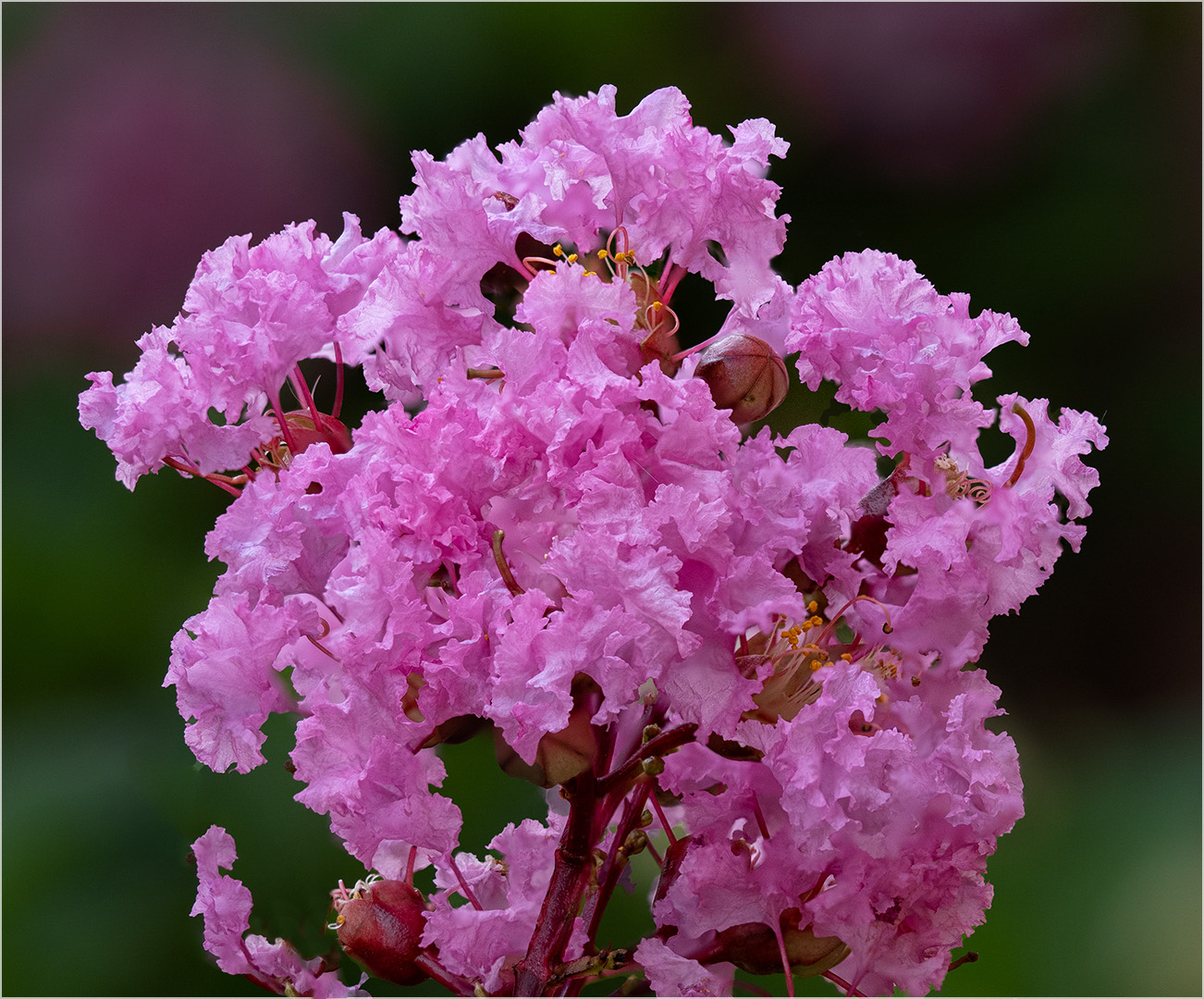 CREPE MYRTLE by Frank Kennedy, EPSA