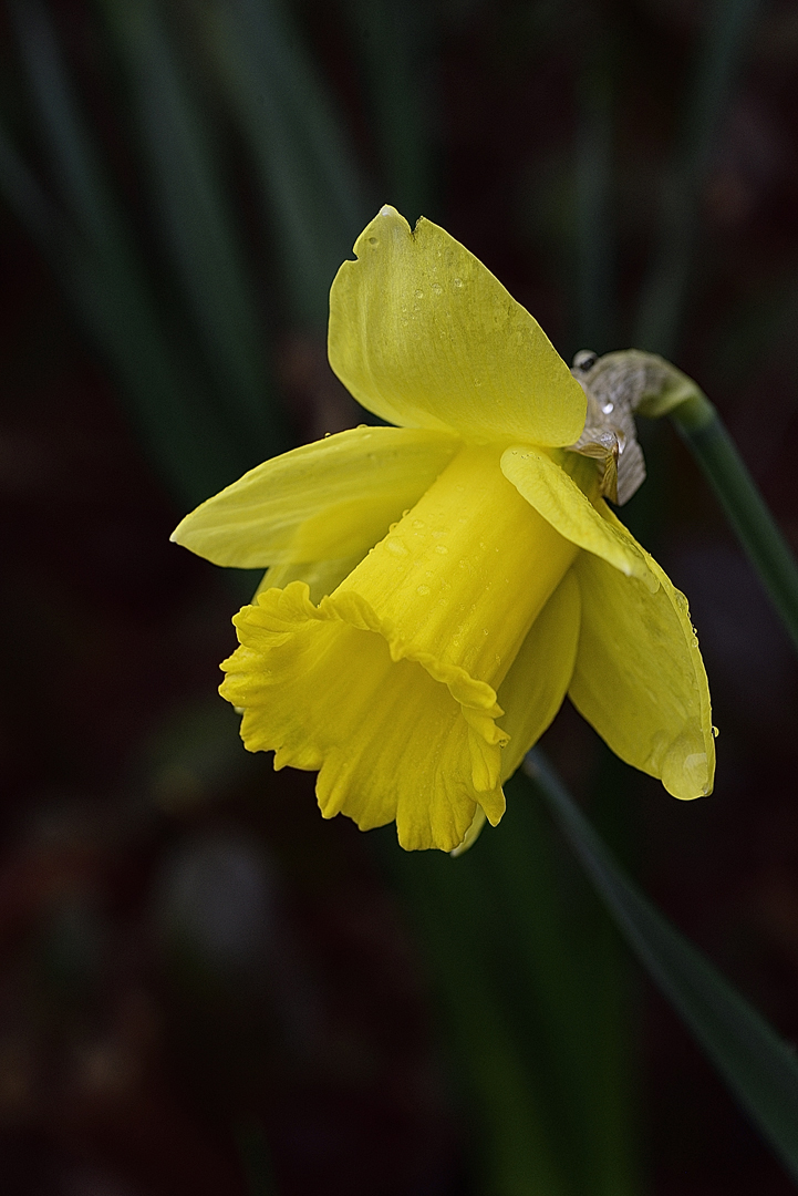 APRIL YELLOW by Donald Darling Jr