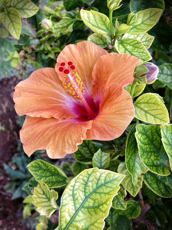 ORANGE HIBISCUS by Charissa Lansing