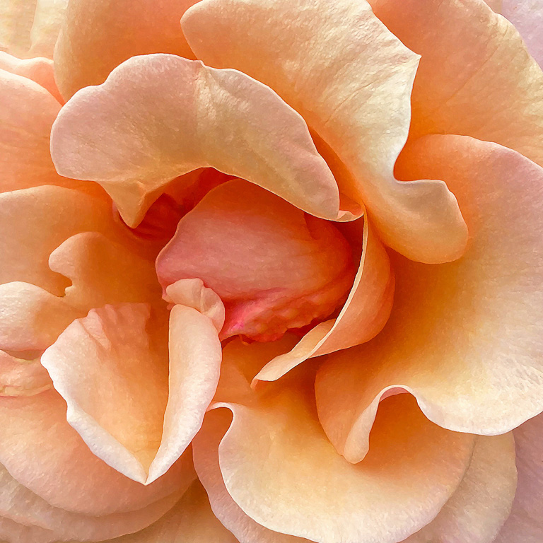 BALBOA PARK ROSE GARDEN by Charissa Lansing