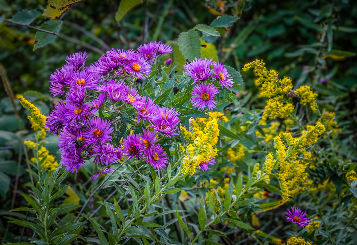 WILDFLOWERS by Mary Ellen Rescek