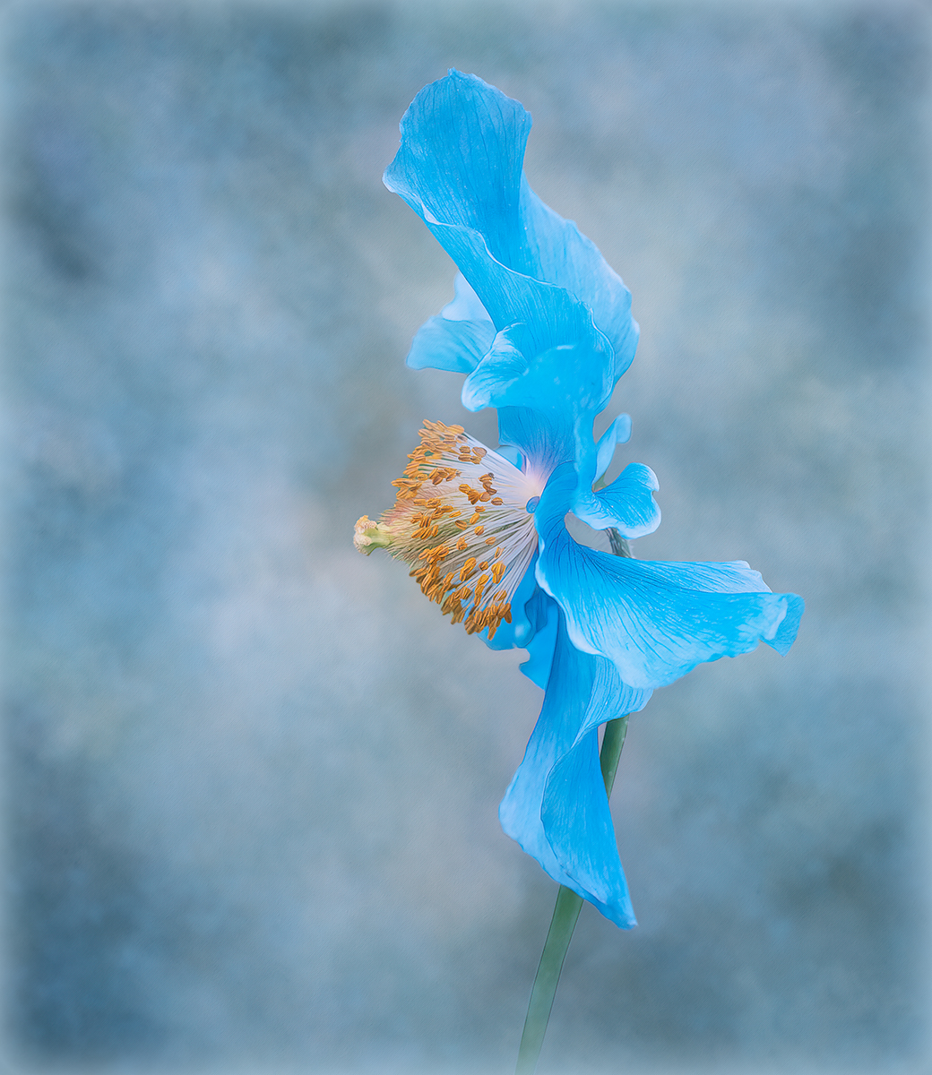 HIMALAYLAN  BLUE POPPY by Carol Watson