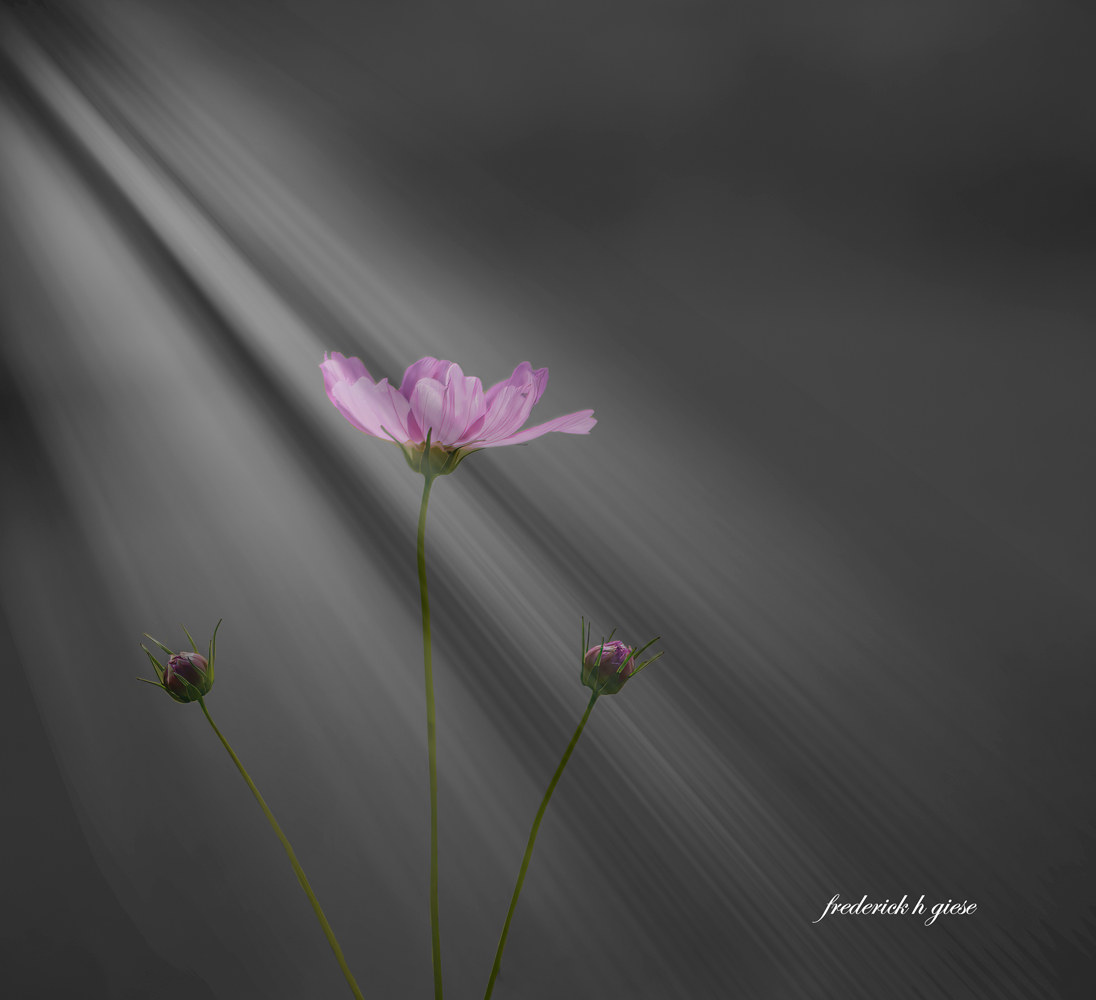 GARDEN COSMOS AND BUDS by Fred Giese