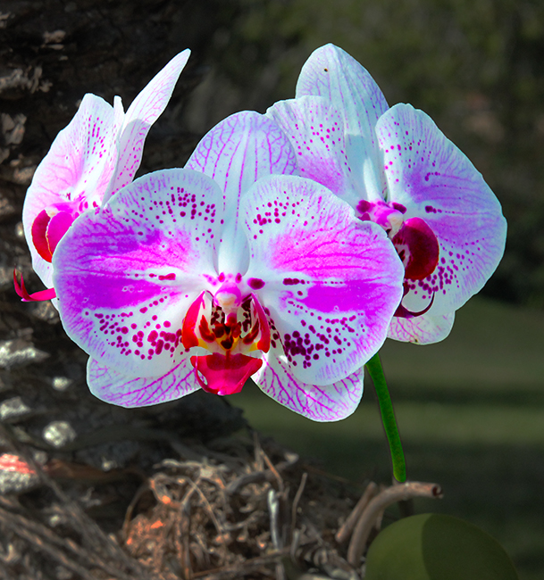 HERE'S LOOKING AT YOU by Bev Caine