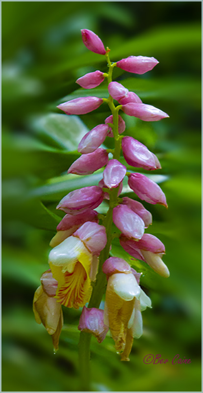 DEEP PINKS AND YELLOW by Bev Caine