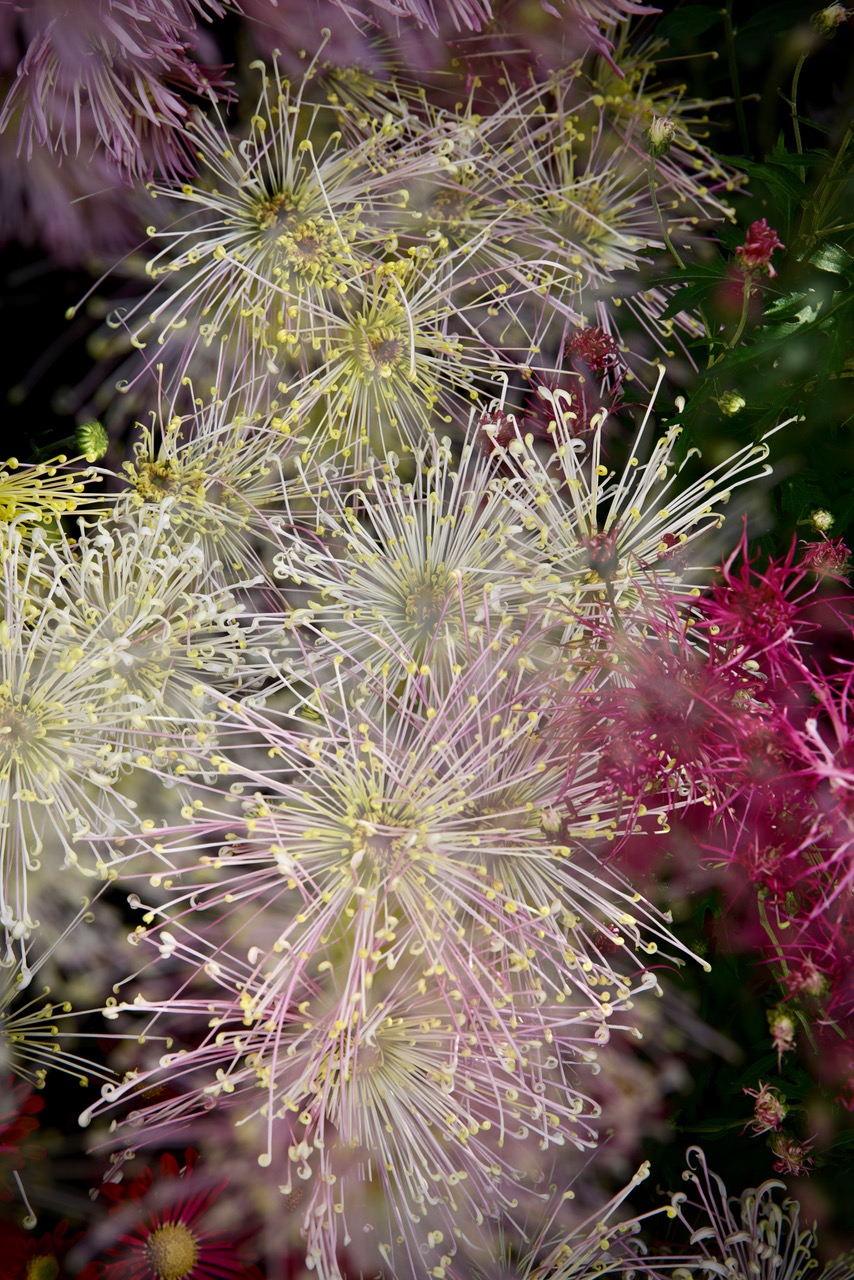 “Kiku Fireworks” by John Doyle