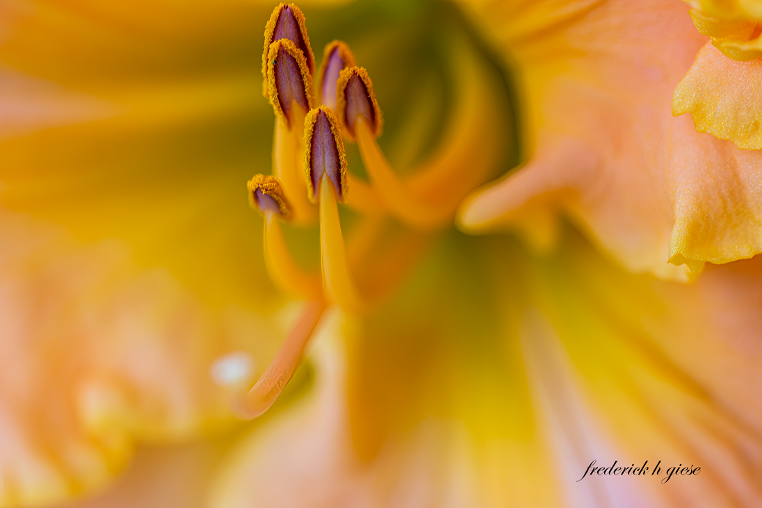 DAY LILLY by Fred Giese
