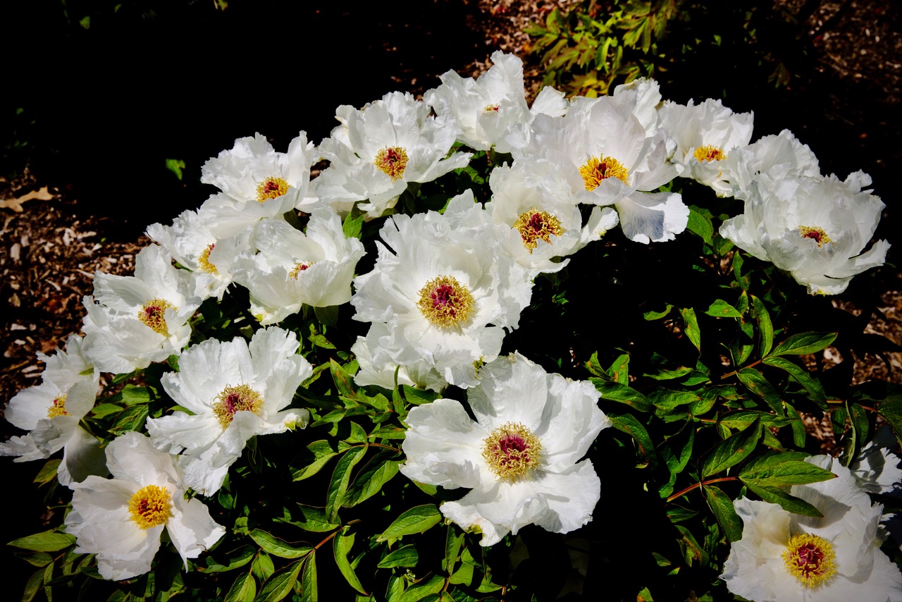 TREE PEONIES by John Doyle