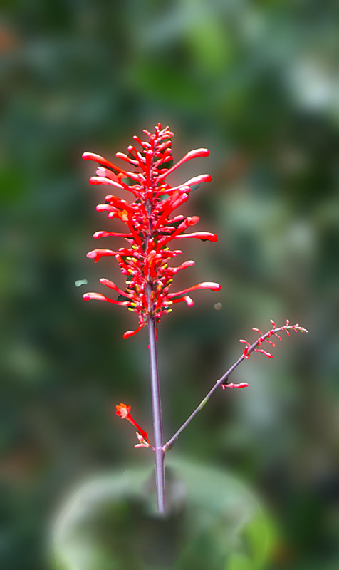 LONE FLOWER by Bev Caine