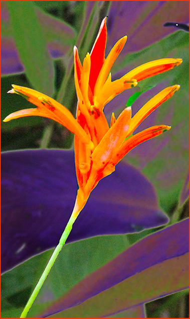 NEIGHBORHOOD FLOWERS by Bev Caine
