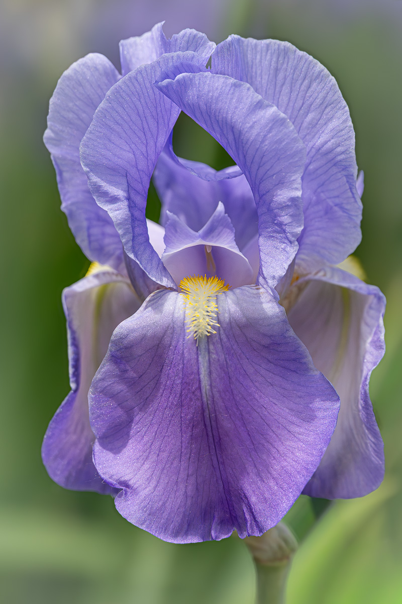 BEARDED IRIS by Mary Ellen Rescek