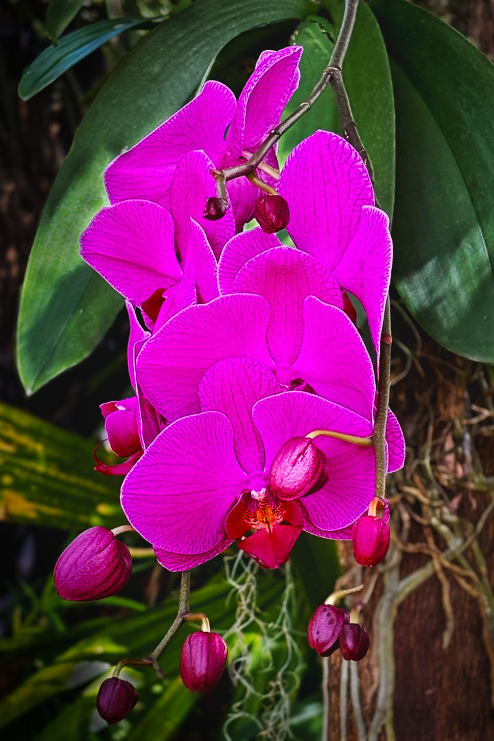 ELGANT ORCHIDS by Mary Ellen Rescek