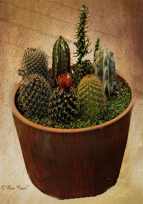 POTTED CACTI