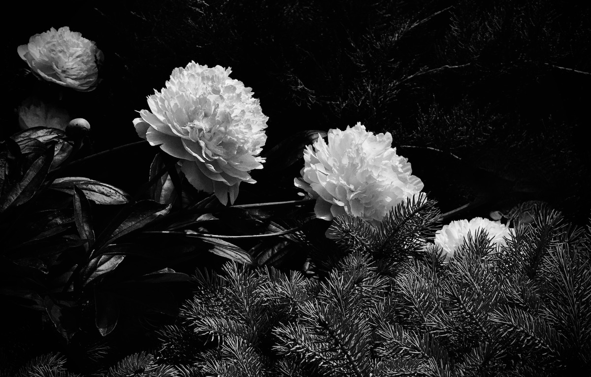 PEONIES IN THE PINES by John Doyle