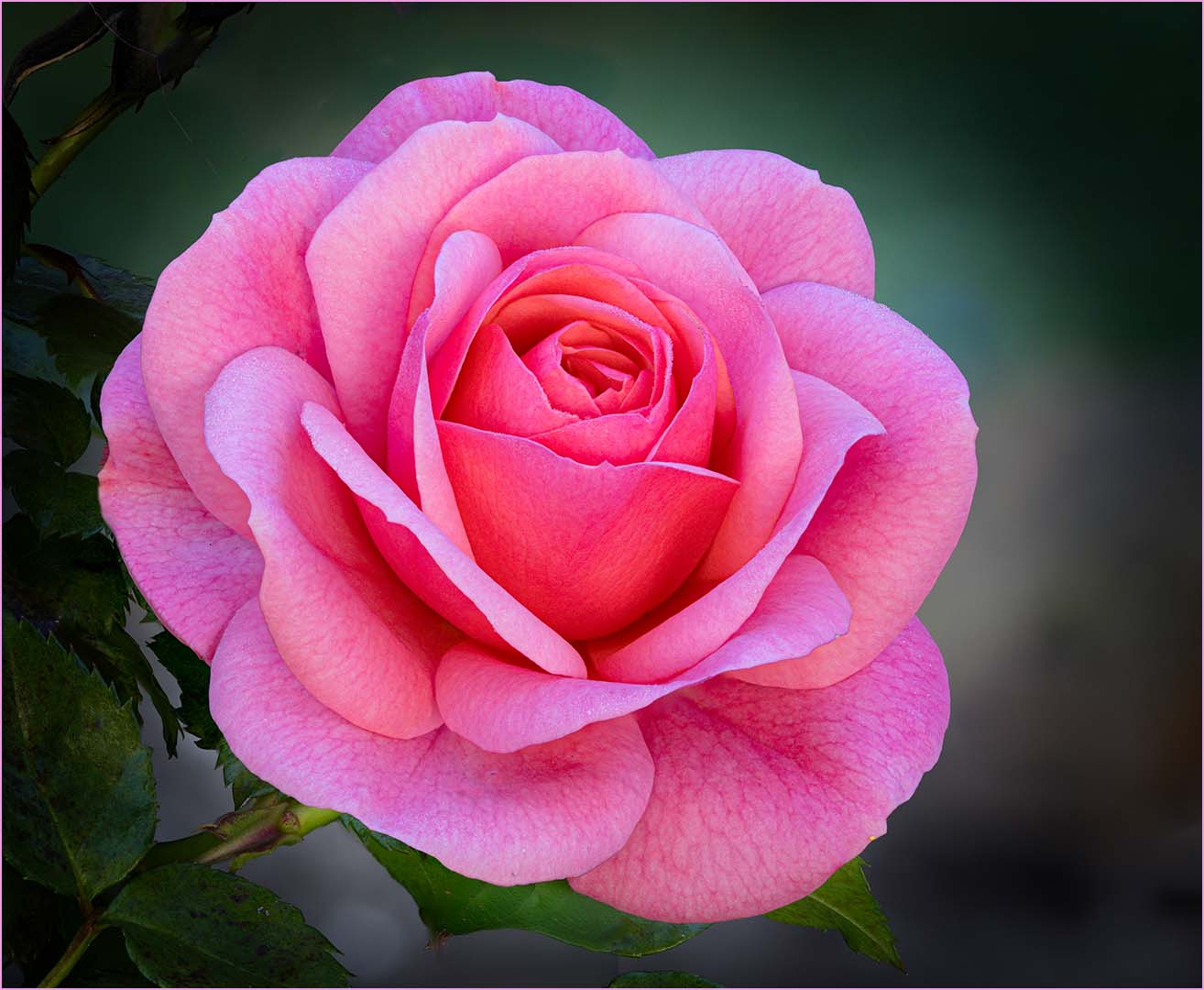 PINK ROSE by Frank Kennedy