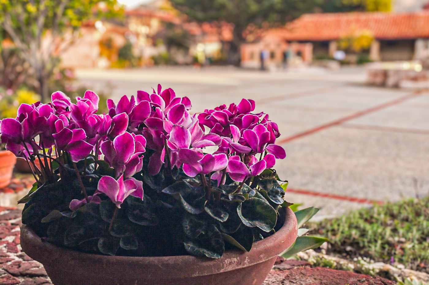 POTTED FLOWER AT A MISSION by Yvonne Nystrom