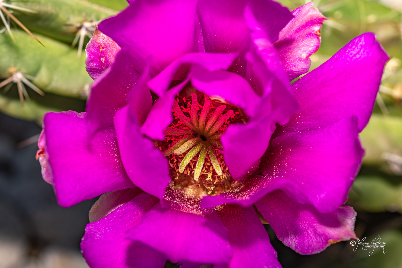 PURPLE CACTUS FLOWER by Yvonne Nystrom
