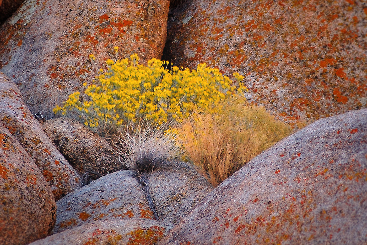 FLOWERS AMONG STONE by Donald Darling Jr